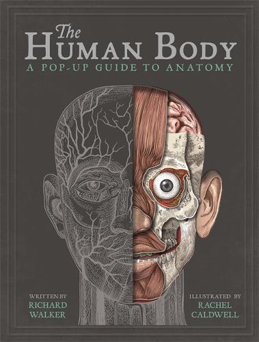 The Human Body A Pop-Up Guide to Anatomy | Richard Walker The Human Body A Pop-Up Guide to Anatomy | Richard Walker