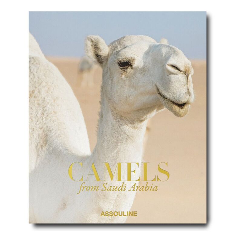 Camels From Saudi Arabia (Classic) | Ghada AlMuhanna Abalkhail