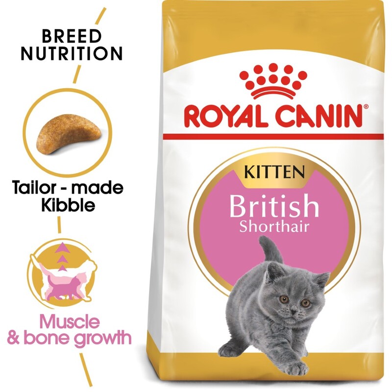 Royal Canin Feline Breed Nutrition British Shorthair Kitten 2 Kg Royal Canin Feline Breed Nutrition British Shorthair Kitten 2 Kg