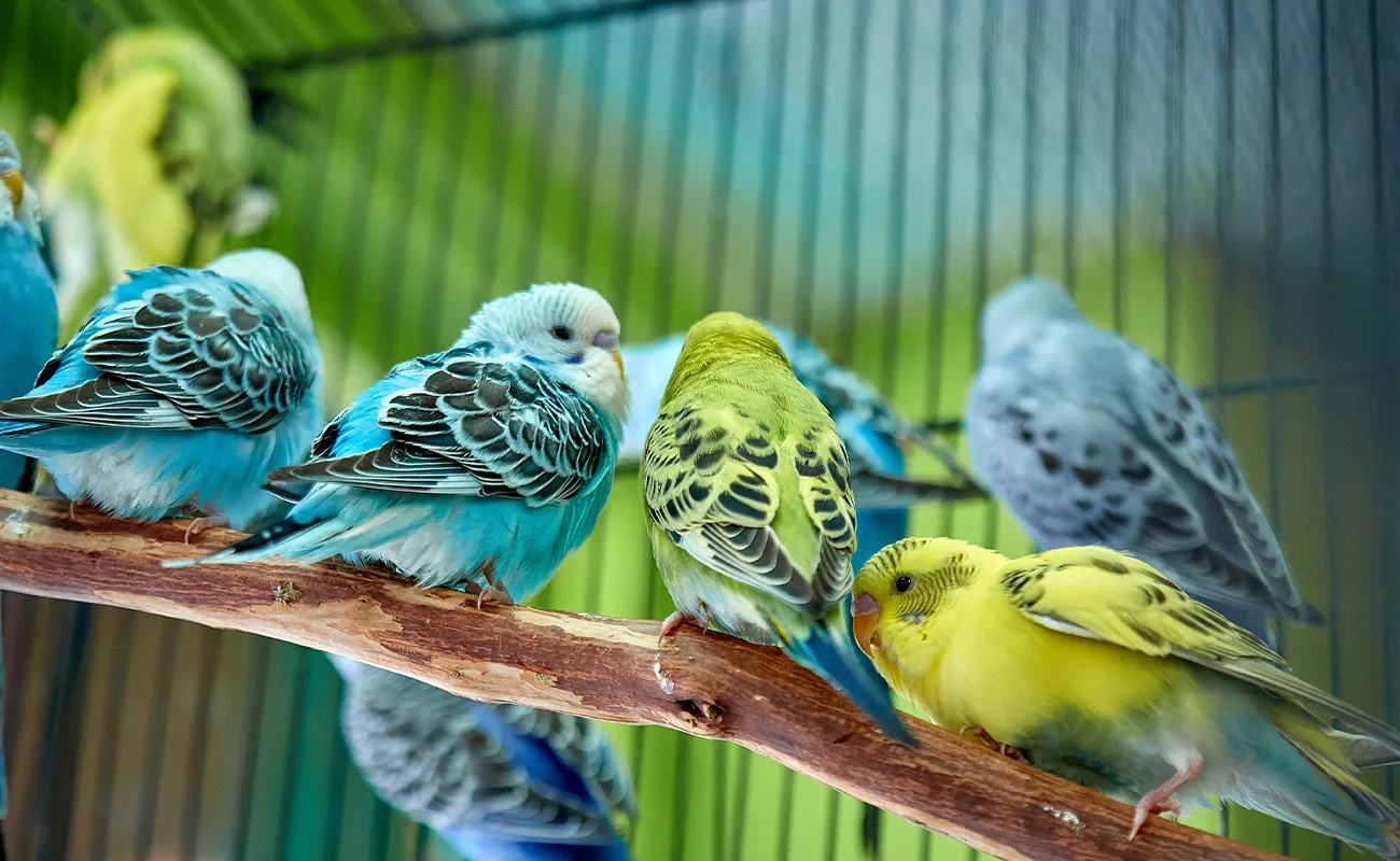 VM-Featured-Pet-Care-Birds-&-Small-Animals-1300x800.webp