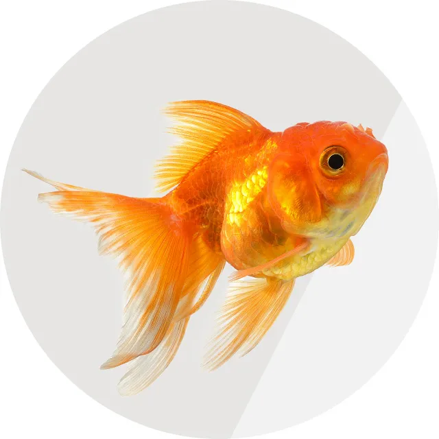 VM-Pet-Care-Fish-640x640_.webp